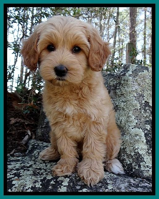 Sky Reagan pups 8 wks old 21
