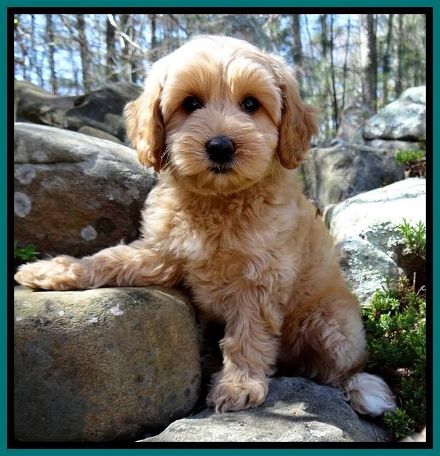 Sky Reagan pups 8 wks old 41