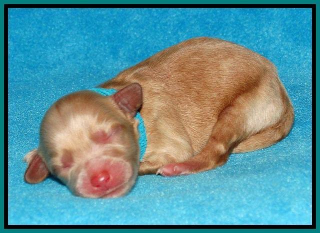 Sky Reagan pups Newborn 141