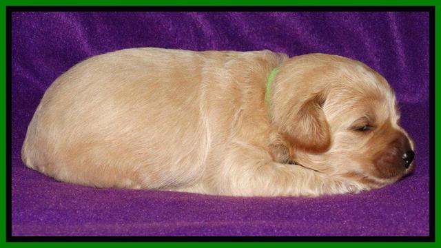 Sky Reagan pups 2 wk old 131