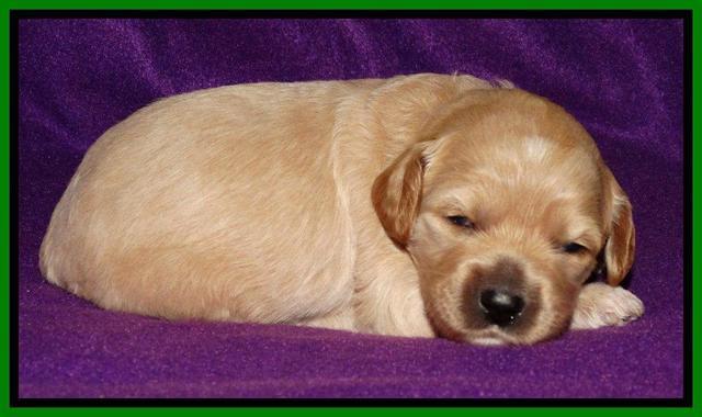 Sky Reagan pups 2 wk old 141