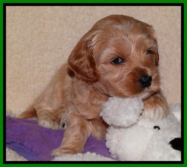 Sky Reagan pups 4 weeks old 211