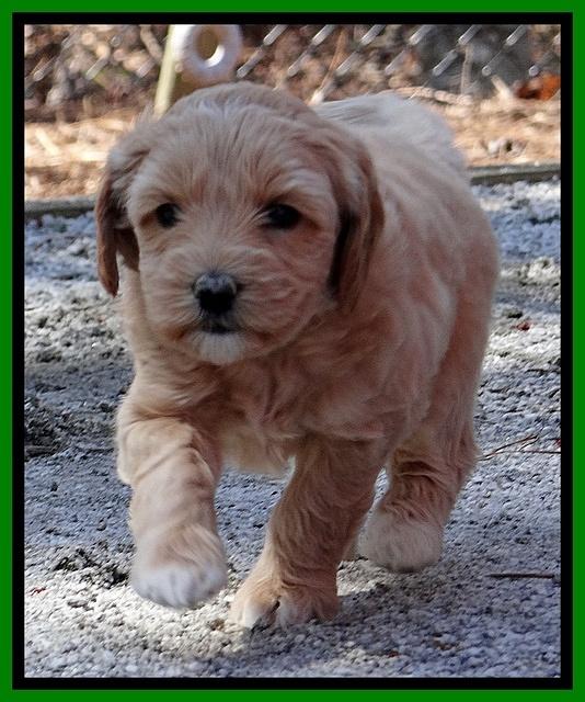 Sky Reagan pups 5 wks old 302