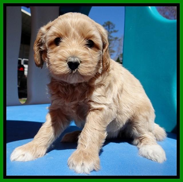 Sky Reagan pups 5 wks old 312