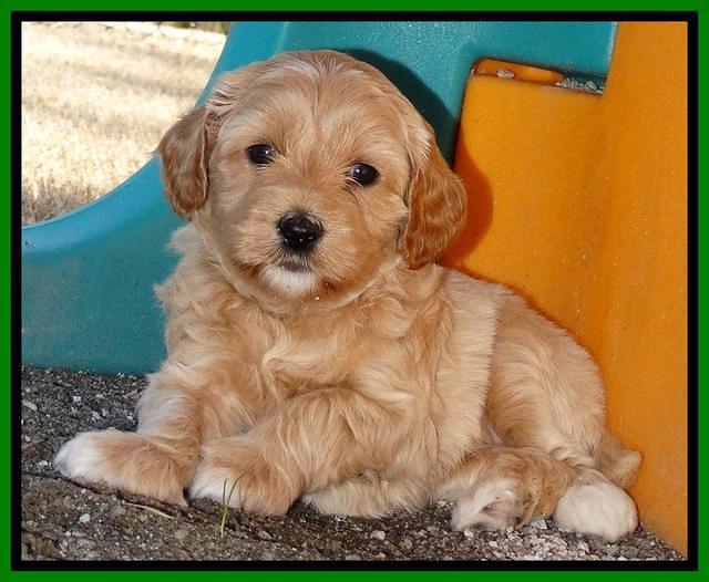 Sky Reagan pups 5 wks old 332