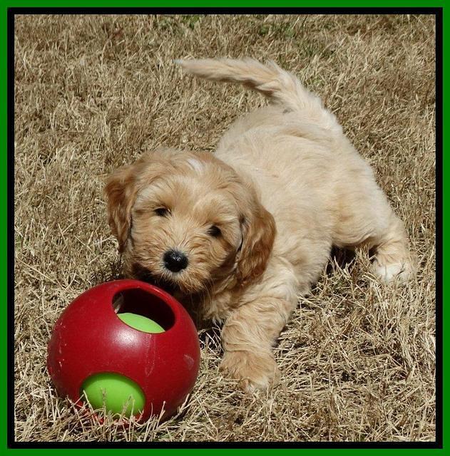 Sky Reagan pups 7 wks old 191