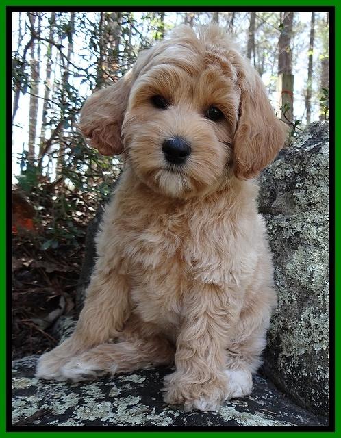 Sky Reagan pups 8 wks old 121