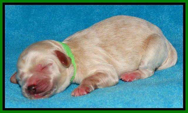 Sky Reagan pups Newborn 161