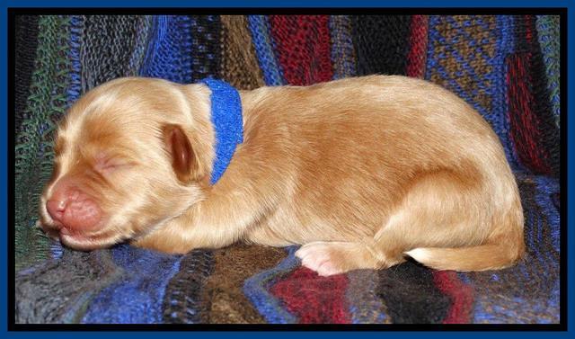 Sky Reagan pups 1 wk old 171