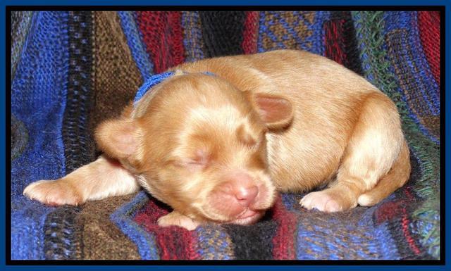 Sky Reagan pups 1 wk old 191