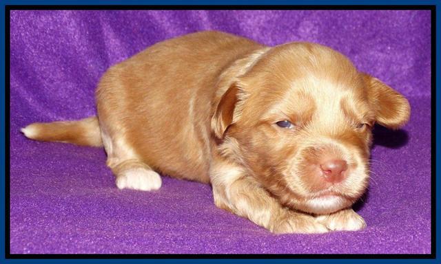 Sky Reagan pups 2 wk old 161
