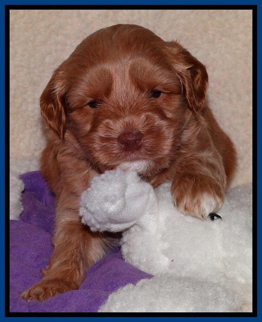 Sky Reagan pups 4 weeks old 121