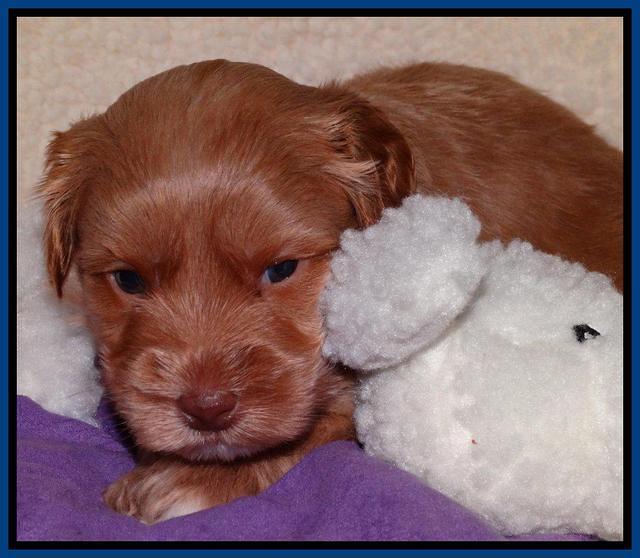 Sky Reagan pups 4 weeks old 131