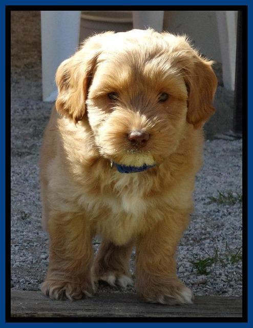 Sky Reagan pups 7 wks old 261