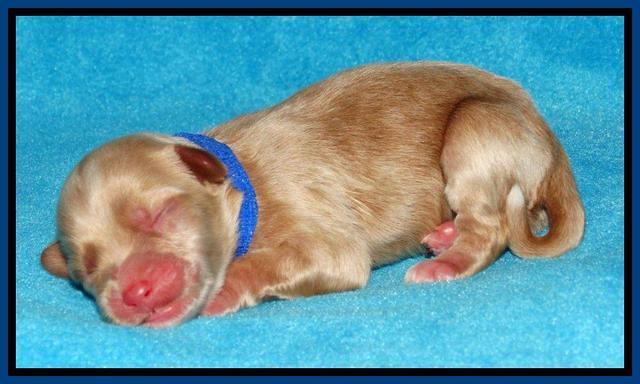 Sky Reagan pups Newborn 201