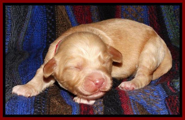 Sky Reagan pups 1 wk old 231
