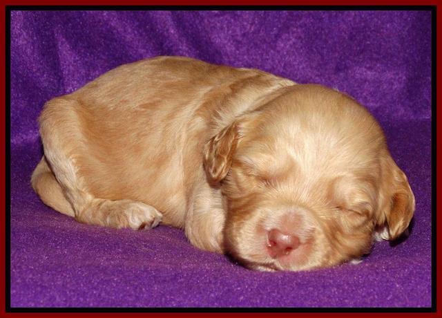 Sky Reagan pups 2 wk old 221