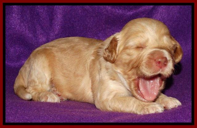 Sky Reagan pups 2 wk old 241