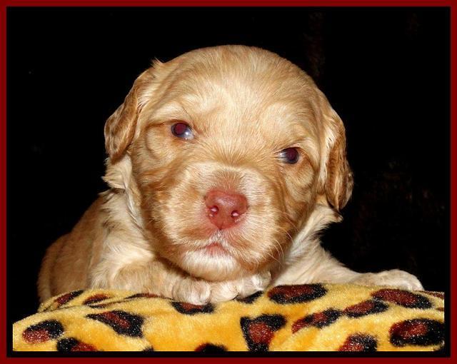 Sky Reagan pups 3 wks old 151
