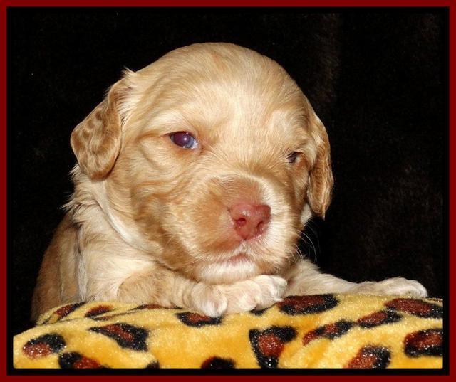 Sky Reagan pups 3 wks old 171