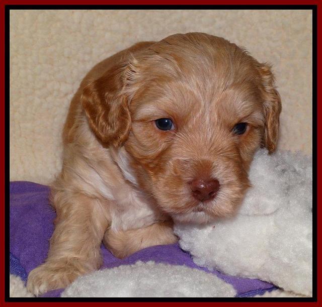 Sky Reagan pups 4 weeks old 141