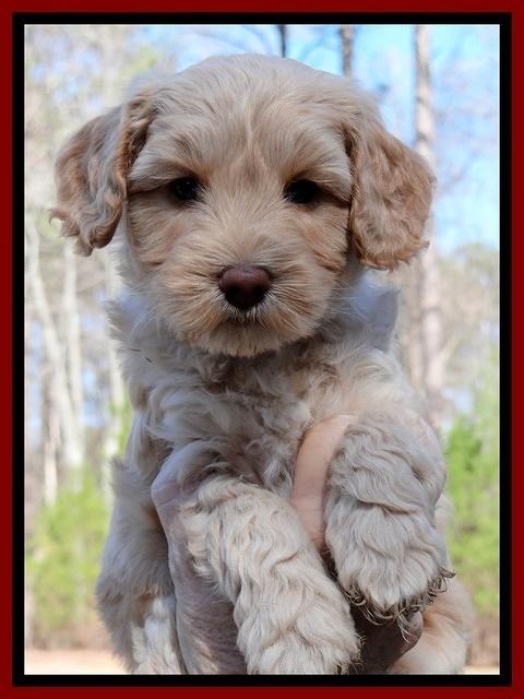 Sky Reagan pups 6 wks old 221