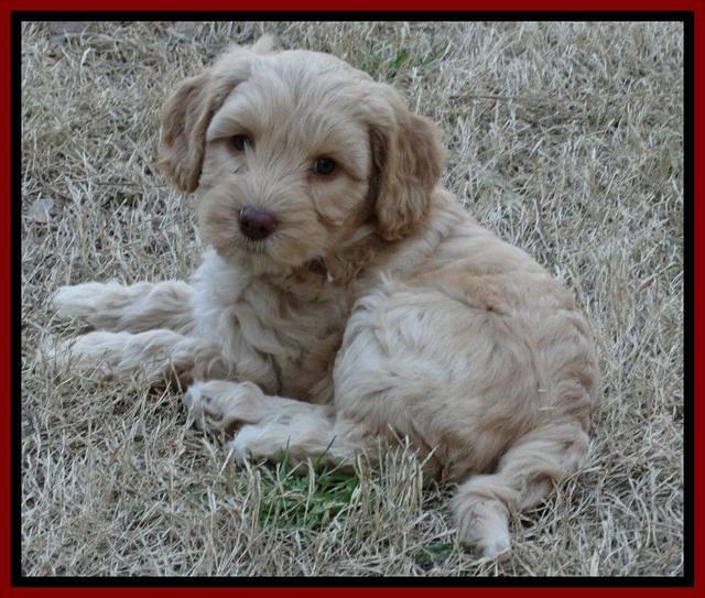 Sky Reagan pups 7 wks old 291