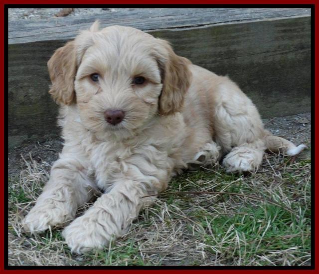 Sky Reagan pups 7 wks old 301