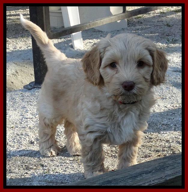 Sky Reagan pups 7 wks old 311