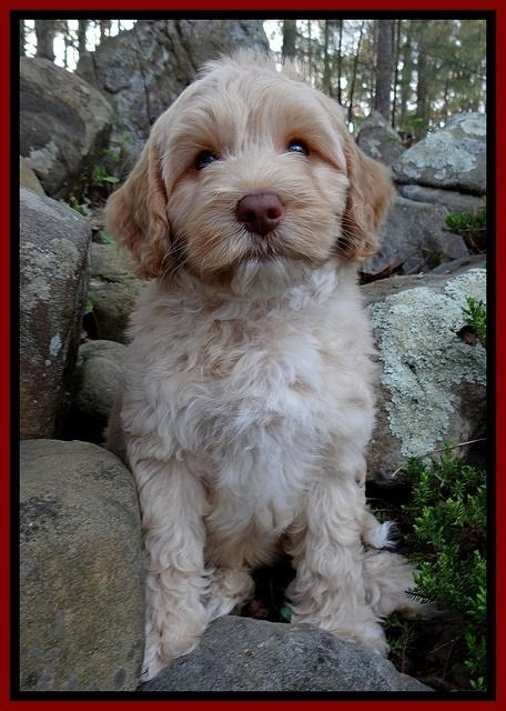 Sky Reagan pups 8 wks old 82