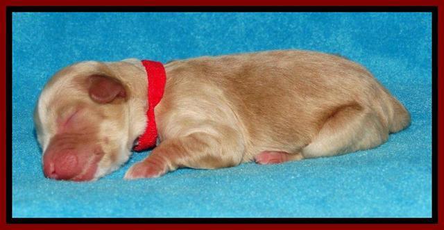 Sky Reagan pups Newborn 261