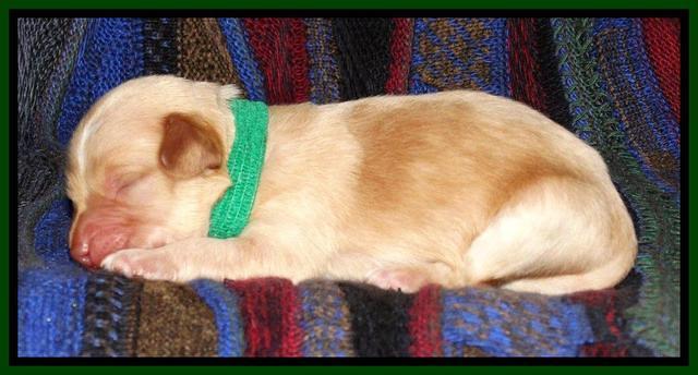 Sky Reagan pups 1 wk old 201