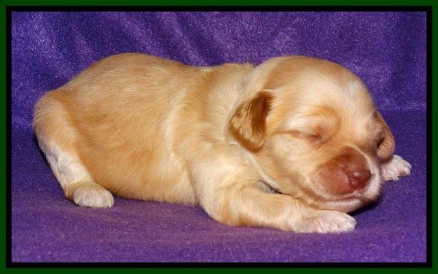 Sky Reagan pups 2 wk old 201