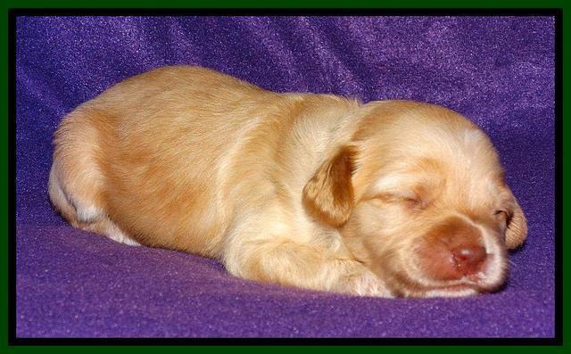 Sky Reagan pups 2 wk old 211
