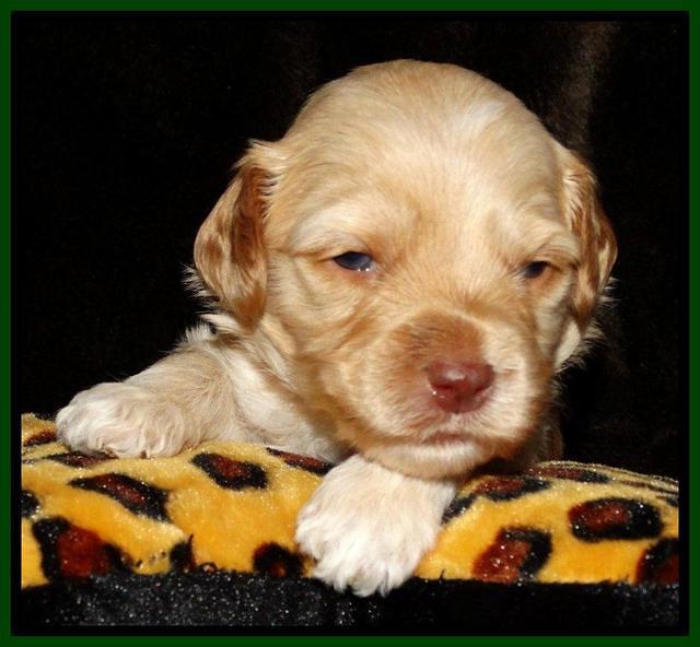 Sky Reagan pups 3 wks old 191