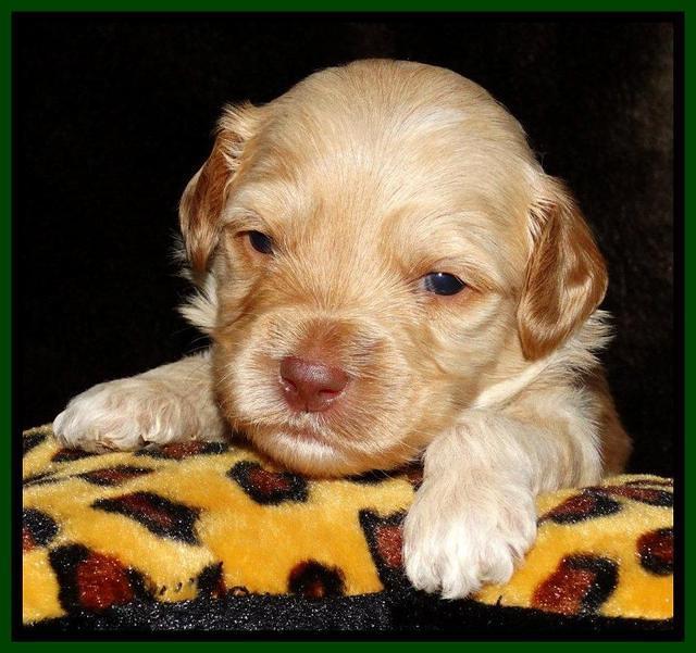 Sky Reagan pups 3 wks old 201