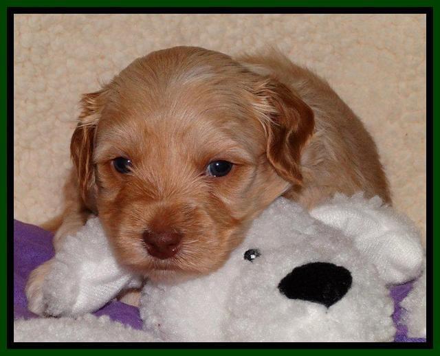 Sky Reagan pups 4 weeks old 191