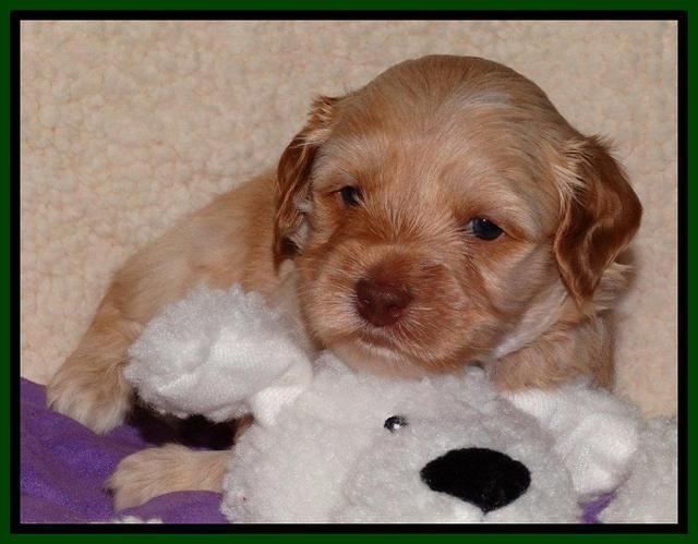 Sky Reagan pups 4 weeks old 201