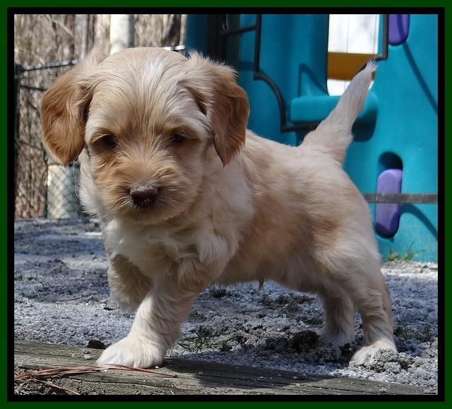 Sky Reagan pups 5 wks old 272