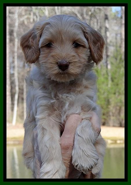 Sky Reagan pups 6 wks old 231
