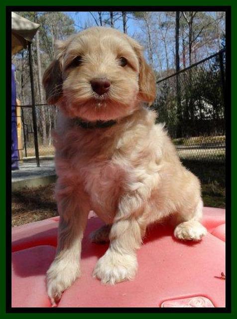 Sky Reagan pups 6 wks old 281