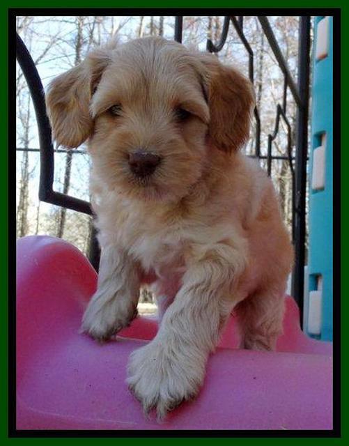 Sky Reagan pups 6 wks old 291