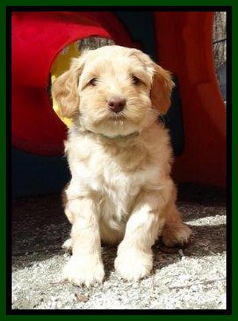 Sky Reagan pups 6 wks old 301