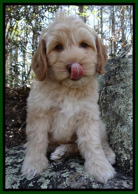 Sky Reagan pups 8 wks old 141