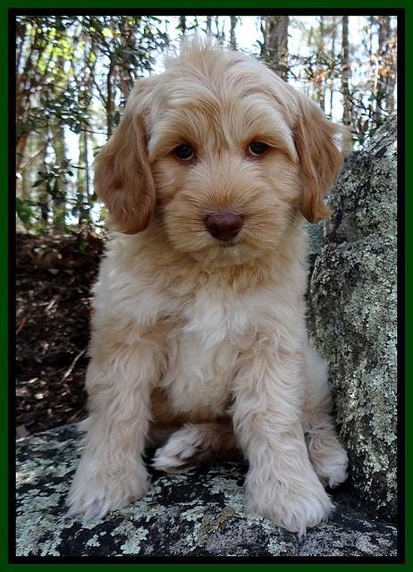 Sky Reagan pups 8 wks old 151