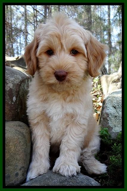 Sky Reagan pups 8 wks old 161