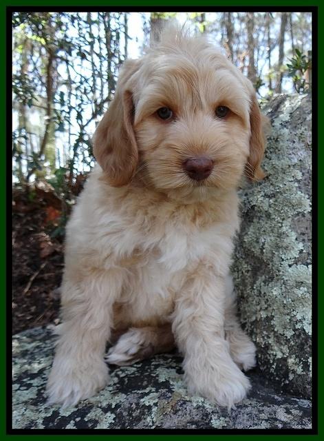 Sky Reagan pups 8 wks old 171