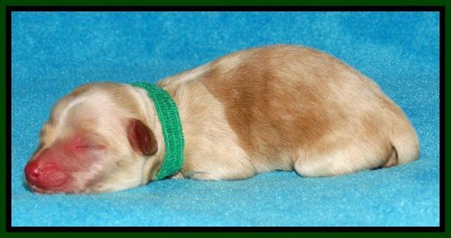 Sky Reagan pups Newborn 211