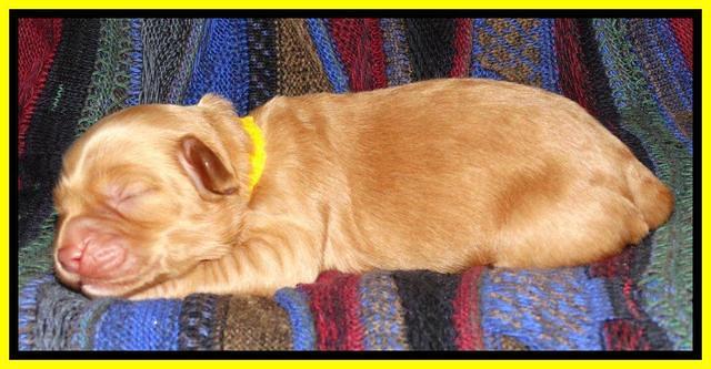 Sky Reagan pups 1 wk old 261