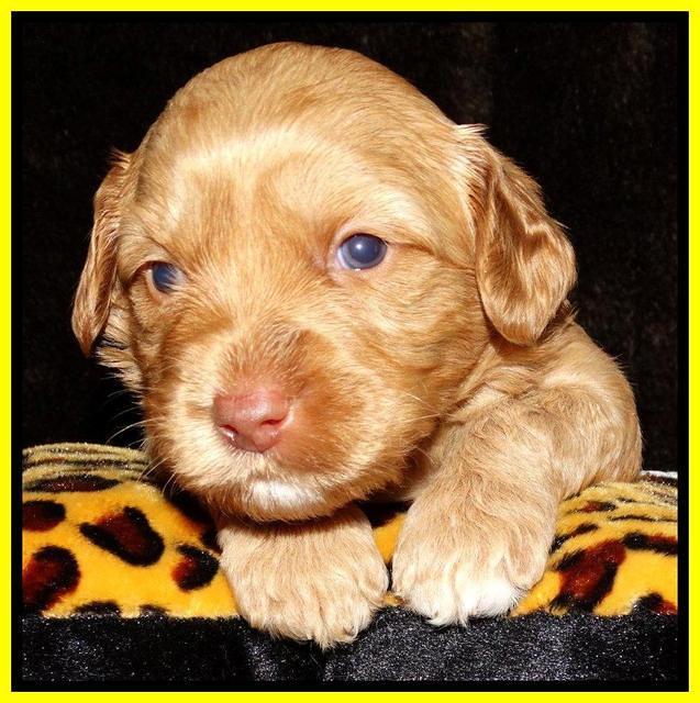 Sky Reagan pups 3 wks old 211